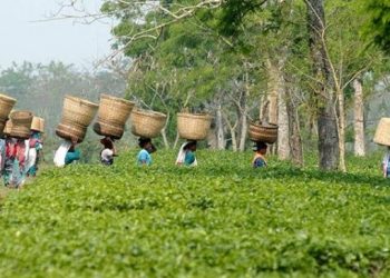 assam_tea-680x365