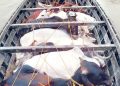 cattle-smuggling
