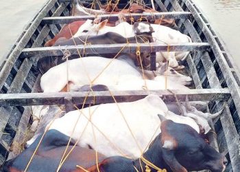 cattle-smuggling