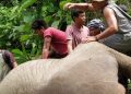 mizoram-elephant-People feast on meat of dead elephant in Mizoram