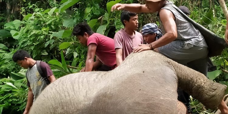 mizoram-elephant-People feast on meat of dead elephant in Mizoram