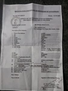 ownership-certificate mizoram-elephant-People feast on meat of dead elephant in Mizoram