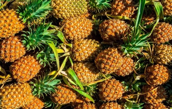pineapple