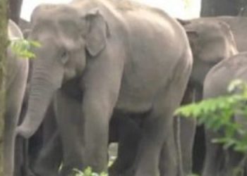30 percent decline in captive elephant population in Assam