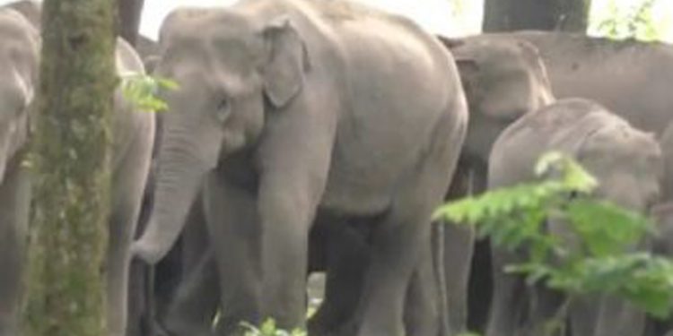 30 percent decline in captive elephant population in Assam