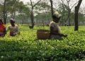 Tea garden Will TB-free India by 2025 be a reality?