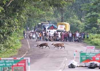 Flood Kaziranga