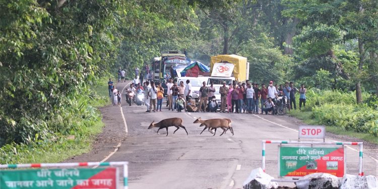 Flood Kaziranga