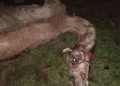 Camel dies in police custody in Assam’s Darrang