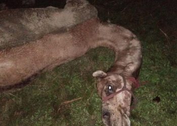 Camel dies in police custody in Assam’s Darrang