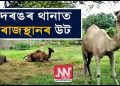 অসম আৰক্ষীৰ তৎপৰতাত ঈদত হালালৰ পৰা বাছি যোৱা ৬টা উট এতিয়া ৰাজস্থানলৈ ঘূৰি যোৱাৰ অপেক্ষাত