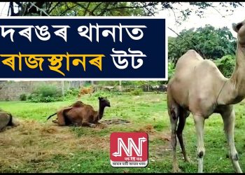 অসম আৰক্ষীৰ তৎপৰতাত ঈদত হালালৰ পৰা বাছি যোৱা ৬টা উট এতিয়া ৰাজস্থানলৈ ঘূৰি যোৱাৰ অপেক্ষাত