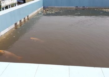 Assam environmental scientist develops rooftop fishery in Guwahati