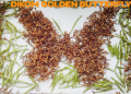 Golden Butterfly