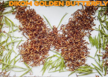 Golden Butterfly