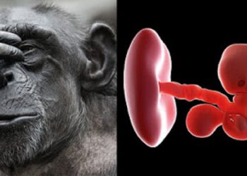 Human-monkey: American-Spanish biologists claim success in creating chimera in China