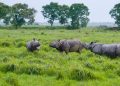 Kaziranga-rhino