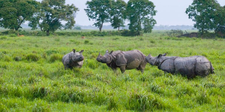 Kaziranga-rhino