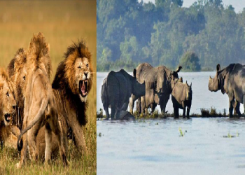 Lion at kaziranga national park