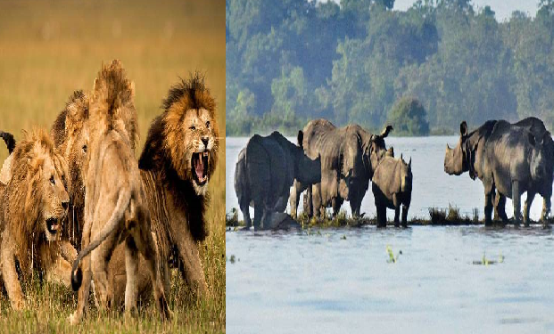 Lion at kaziranga national park