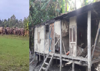 elephant enters in Majuli