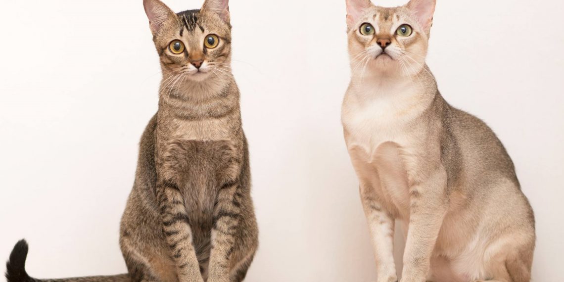 Singapura_Cats