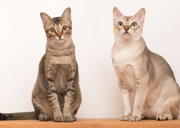 Singapura_Cats
