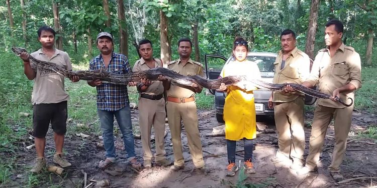 Python rescued