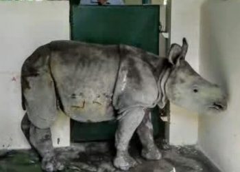 কাজিৰঙাৰ বুঢ়াপাহাৰৰ পৰা মাকৰ পৰা বিচ্ছেদিত গঁড় পোৱালি উদ্ধাৰ