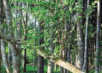 কেতিয়ালৈ বাস্তৱায়িত হ’ব গোলাঘাটত স্থাপন হ’বলগীয়া সাঁচিৰ আন্তঃৰাষ্ট্ৰীয় বজাৰ?