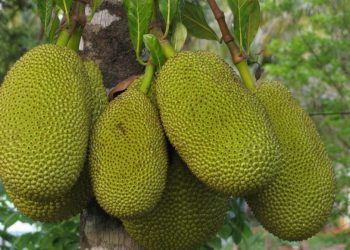 Take Jackfruit Seed, Stay Healthy