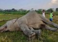 wild jumbo