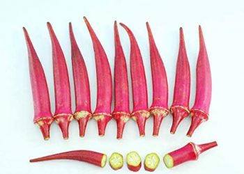 Red lady Finger