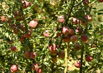 Apple tree