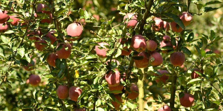Apple tree