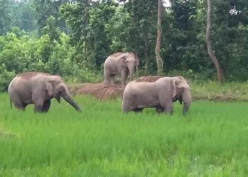 Wild Wlwphant