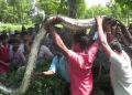 বোকাখাতৰ নুমলীগড় চাহ বাগিচাত ৫০ কেজি ওজনৰ অজগৰ উদ্ধাৰ