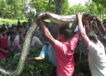 বোকাখাতৰ নুমলীগড় চাহ বাগিচাত ৫০ কেজি ওজনৰ অজগৰ উদ্ধাৰ