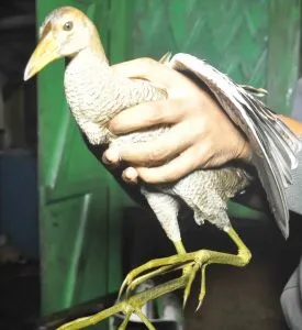 Jatinga Bird 567