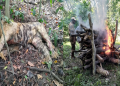 Kaziranga Tiger story
