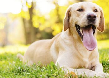 Male-Dog850