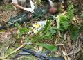 NSCN(R)