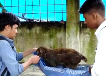 The Students with the injured monkey