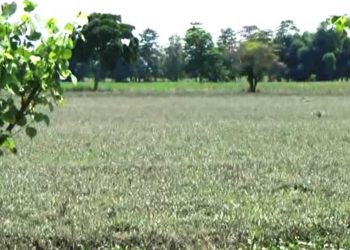 আহিনৰ বানত মাজুলীৰ সীমান্তৱৰ্তী ৩২ খন গাঁৱৰ মাটিমাহৰ খেতি বিনষ্ট