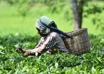 assam-chah-mazdoor-sangha-demands-workers-of-state-owned-tea-estates-be-paid-at-par-with-private-estates