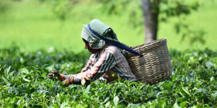 assam-chah-mazdoor-sangha-demands-workers-of-state-owned-tea-estates-be-paid-at-par-with-private-estates