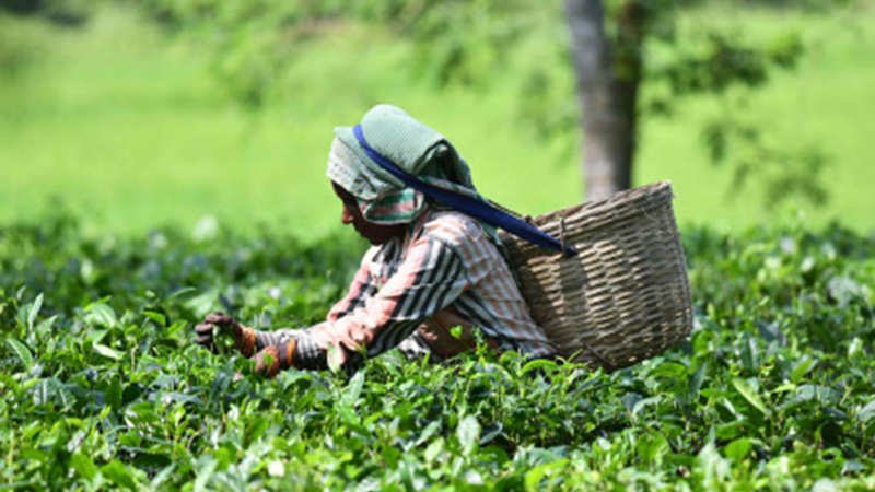assam-chah-mazdoor-sangha-demands-workers-of-state-owned-tea-estates-be-paid-at-par-with-private-estates