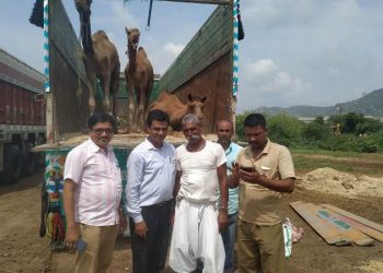 camel send to rajasthan