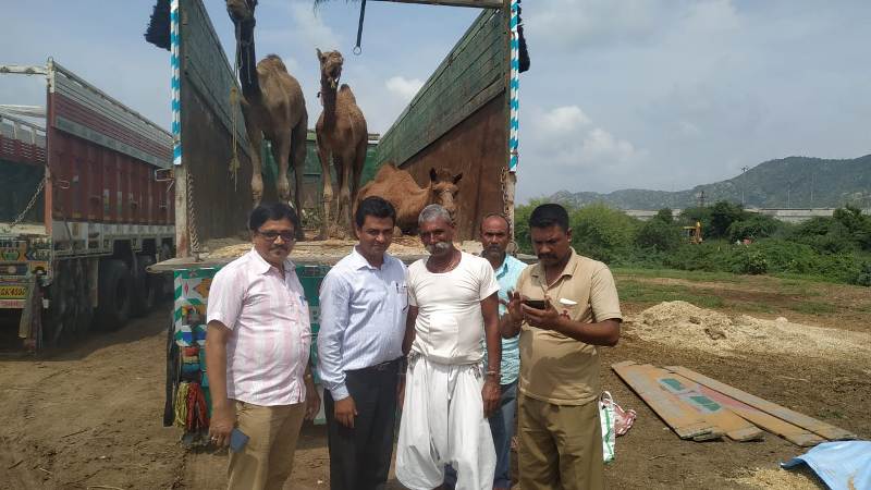 camel send to rajasthan