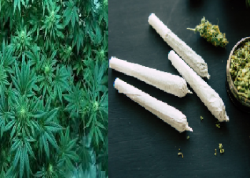 marijjuana